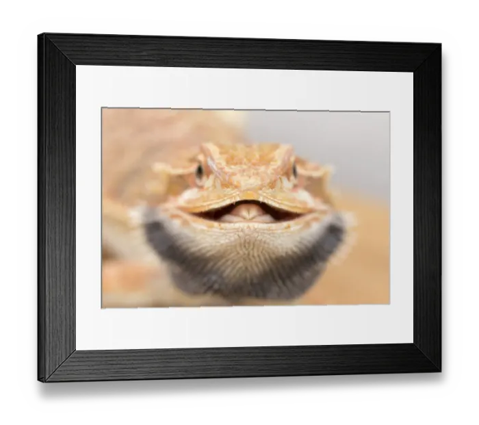 Framed Print : Animal smile Framed Print : Animal smile