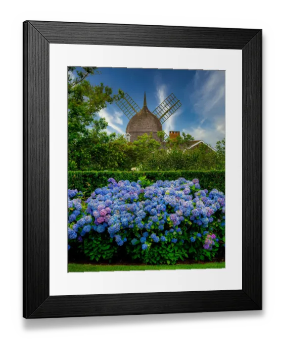 Framed Print : Southampton Summer Scenes with Windmill and Hydrangea in Bloom Framed Print : Southampton Summer Scenes with Windmill and Hydrangea in Bloom