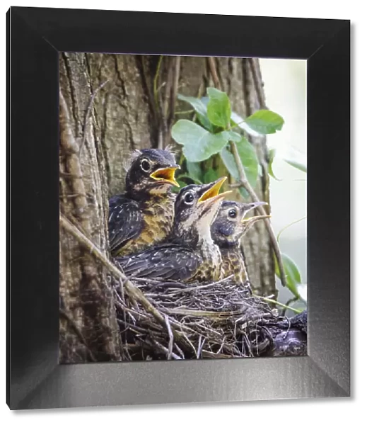 Three American Robin Chicks in a Nest