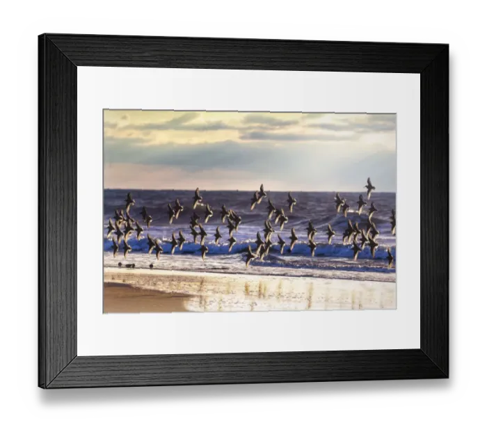 Framed Print : Dunlin in Flight Against Blue Waves and Beach at Jones Beach, Long Island Framed Print : Dunlin in Flight Against Blue Waves and Beach at Jones Beach, Long Island