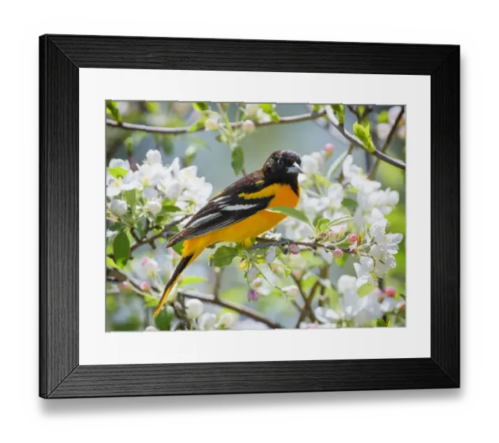Framed Print : Oriole in Spring Flowers at Babylon, Long Island Framed Print : Oriole in Spring Flowers at Babylon, Long Island