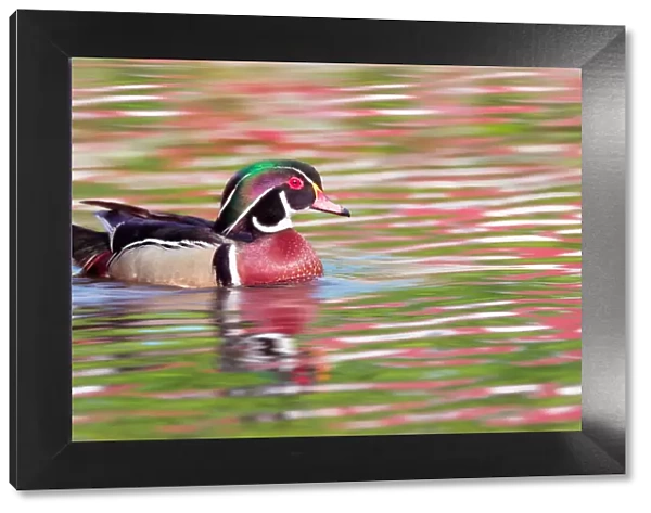 Gorgeous Wood duck male and Spring reflection