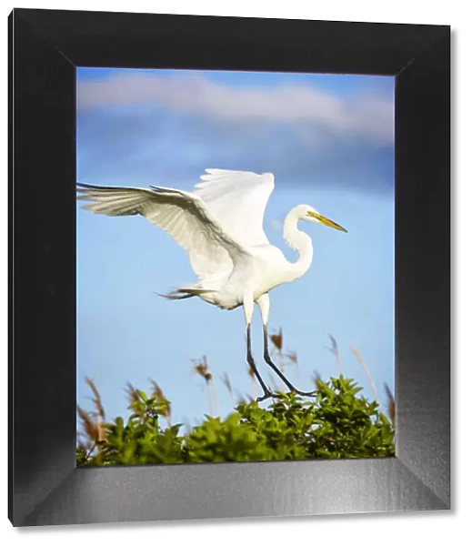 Great Egret Comes in for Landing on Tree Against Blue Sky