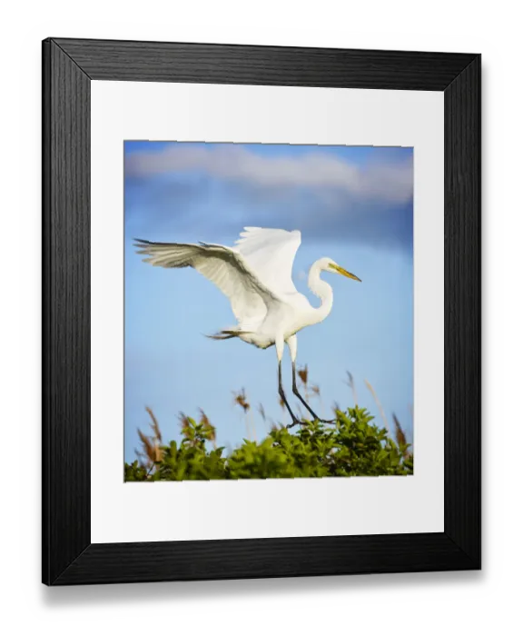 Framed Print : Great Egret Comes in for Landing on Tree Against Blue Sky Framed Print : Great Egret Comes in for Landing on Tree Against Blue Sky