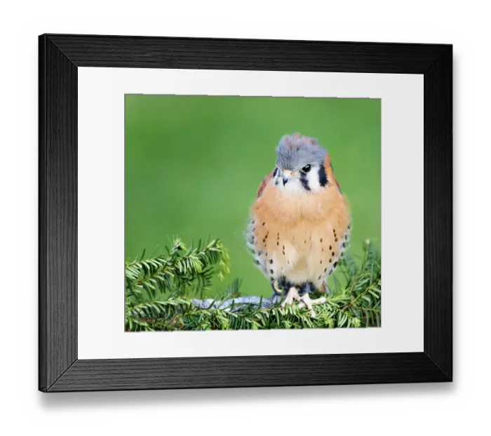 Framed Print : Captive American Kestrel (Falco sparverius) at Tackapausha Preserve in Seaford Framed Print : Captive American Kestrel (Falco sparverius) at Tackapausha Preserve in Seaford