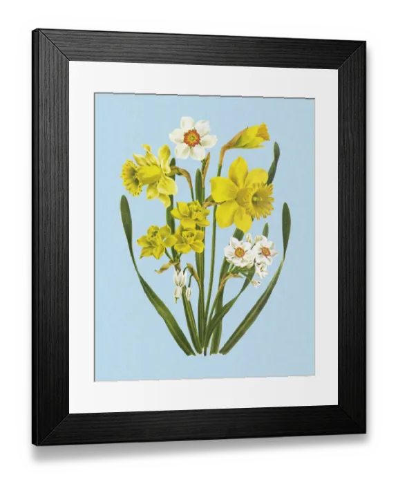 Framed Print : Flowers Framed Print : Flowers