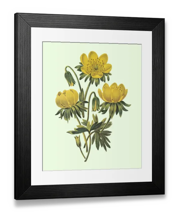 Framed Print : Flowers