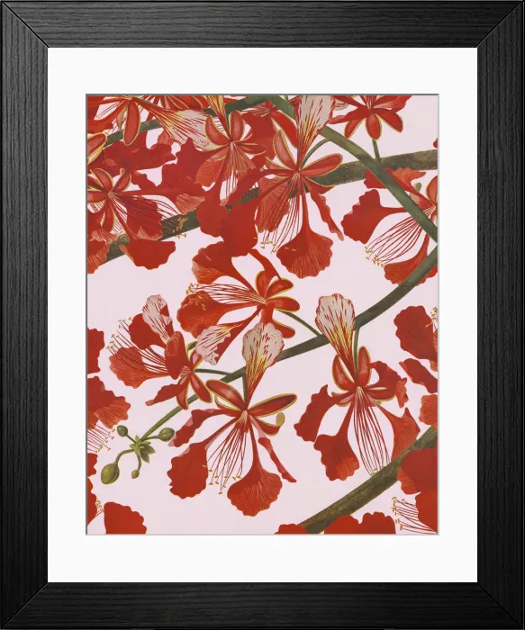 Framed Print : Spring Blossoms