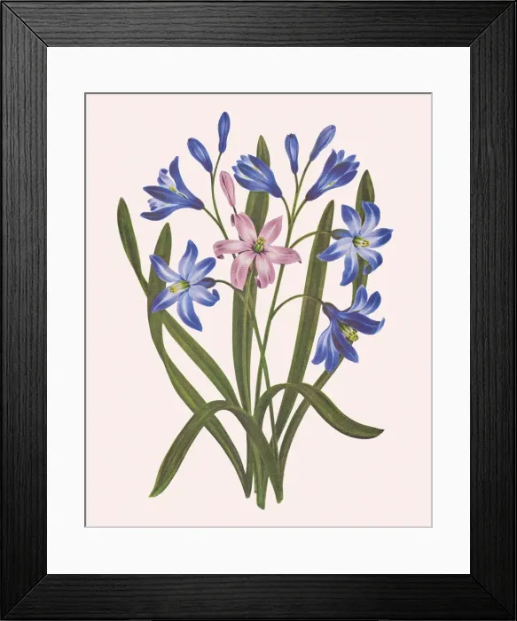 Framed Print : Flowers Framed Print : Flowers