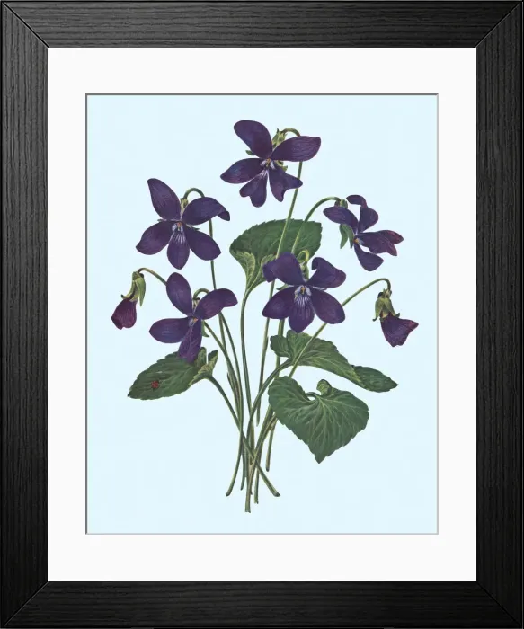 Framed Print : Violets