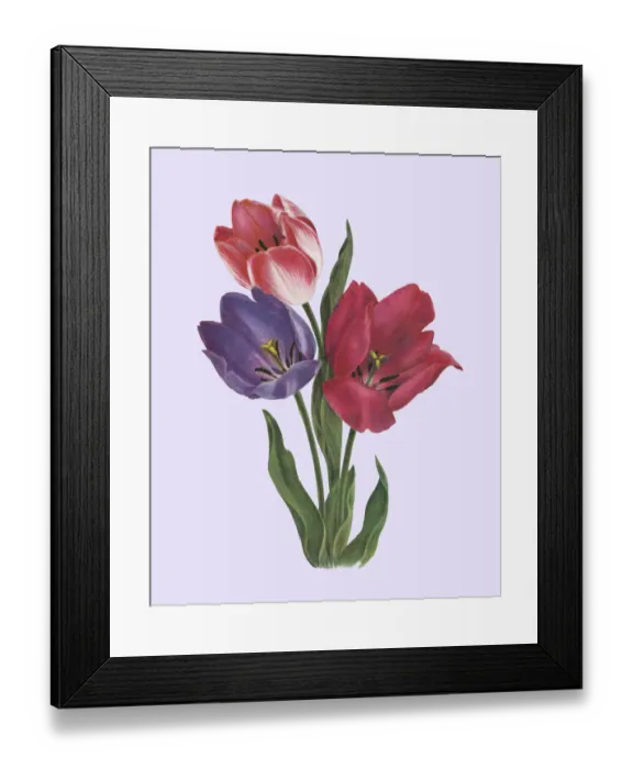 Framed Print : Tulips Framed Print : Tulips