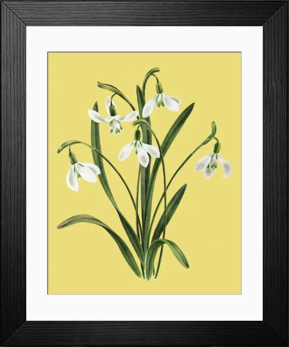 Framed Print : Flowers Framed Print : Flowers
