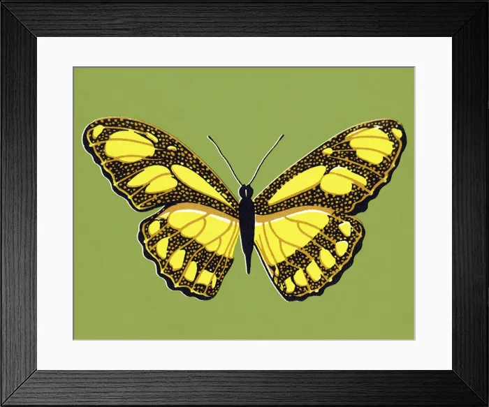 Framed Print : Butterfly Framed Print : Butterfly