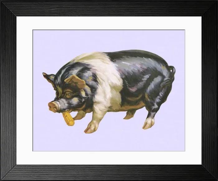 Framed Print : Pig Eating Corn Framed Print : Pig Eating Corn