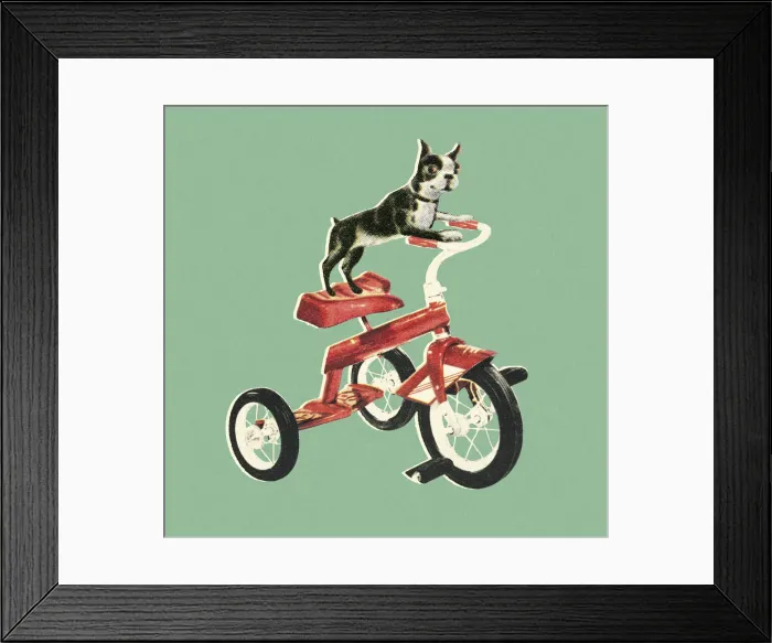 Framed Print : Boston Terrier Riding a Bike Framed Print : Boston Terrier Riding a Bike