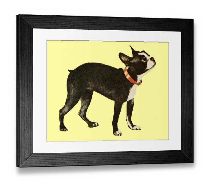 Framed Print : Boston Terrier Framed Print : Boston Terrier