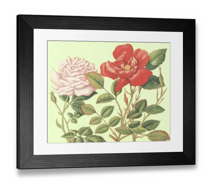 Framed Print : Roses