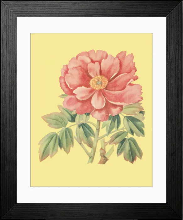Framed Print : Flower Framed Print : Flower
