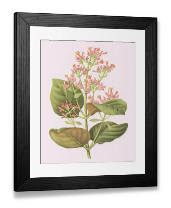 Framed Print : Flowering Plant Framed Print : Flowering Plant