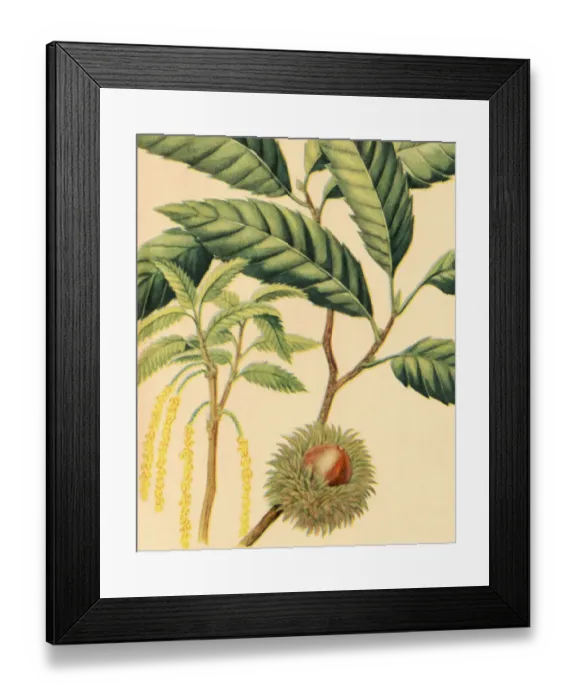 Framed Print : Plant Framed Print : Plant