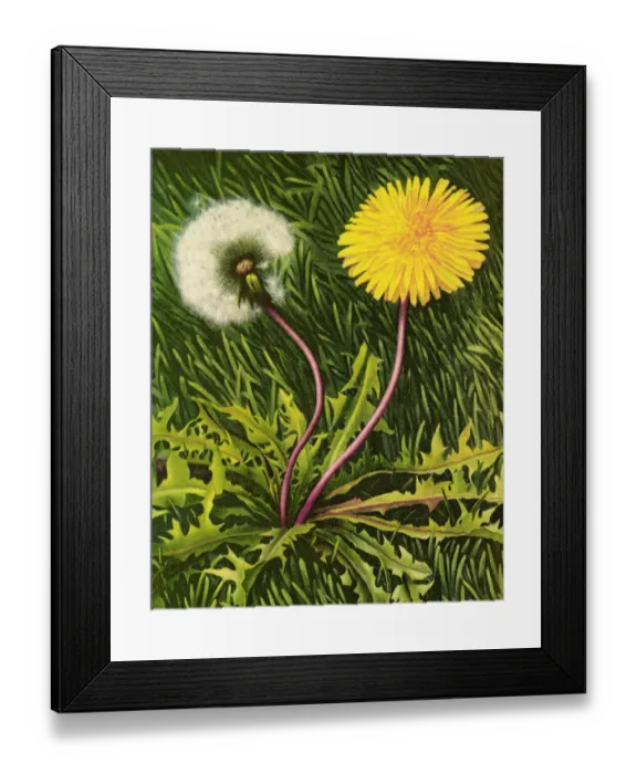 Framed Print : Dandelion Framed Print : Dandelion