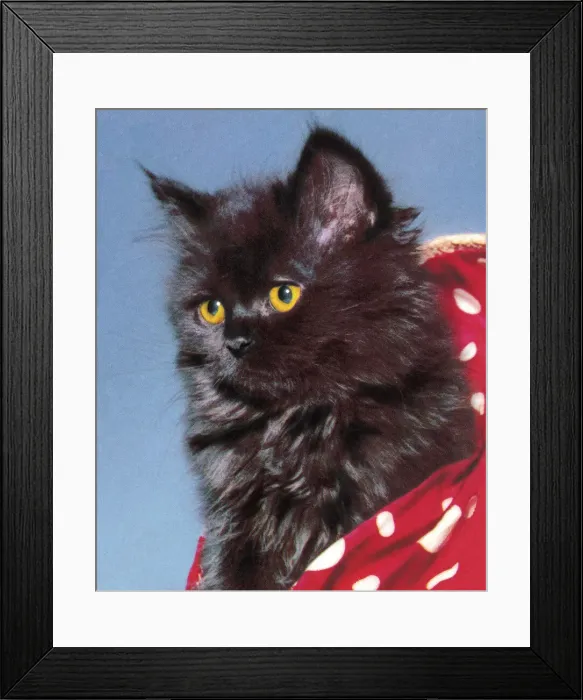 Framed Print : Cat Framed Print : Cat