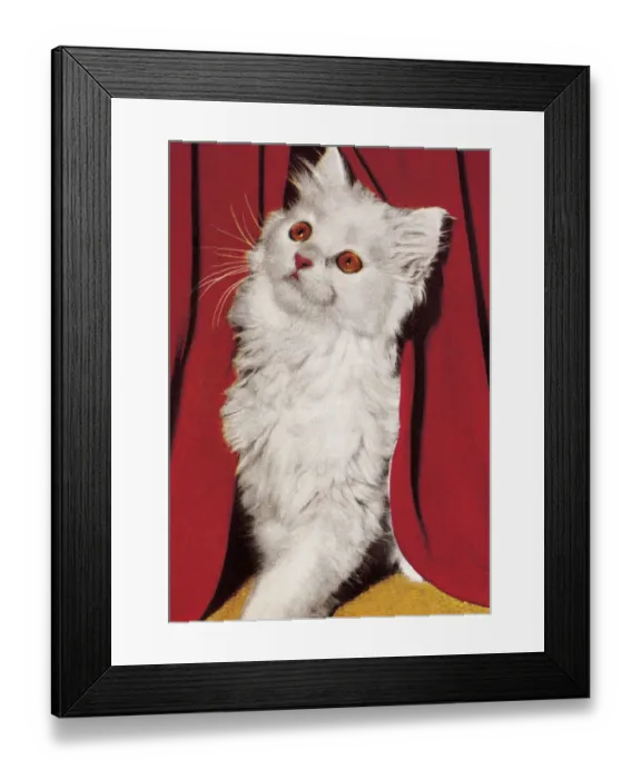 Framed Print : White Cat Framed Print : White Cat