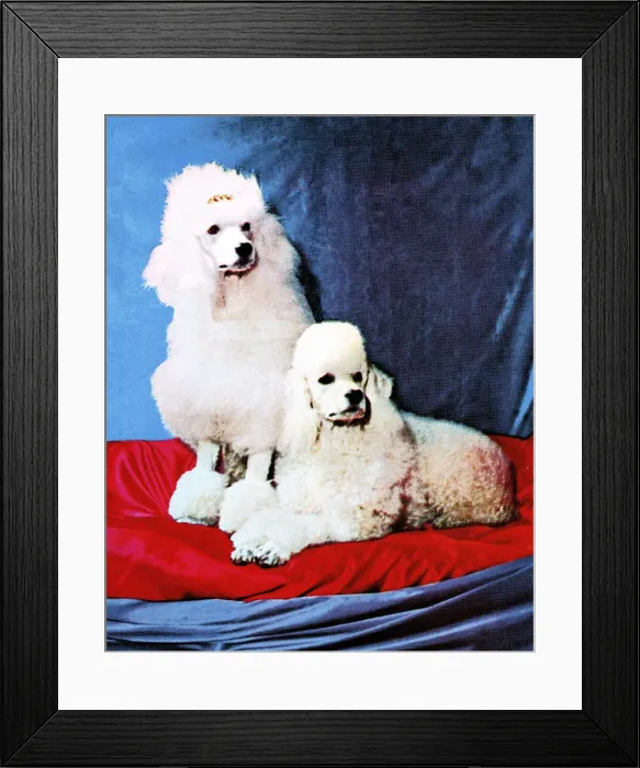 Framed Print : Two Poodles Framed Print : Two Poodles