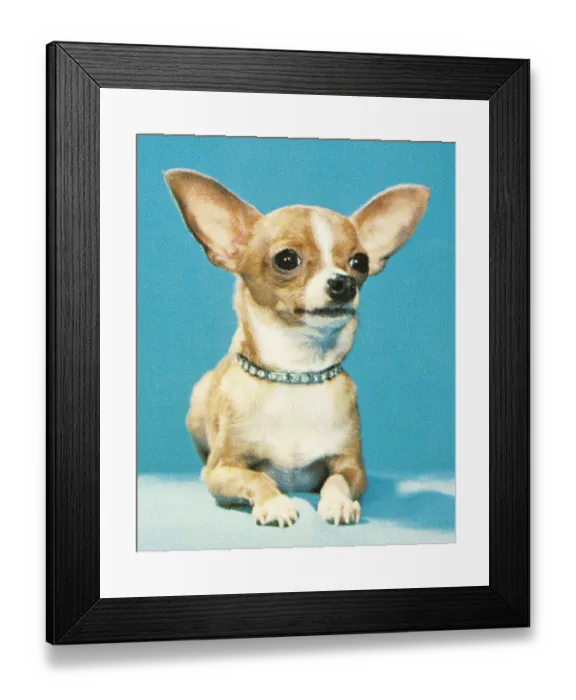 Framed Print : Small Dog Framed Print : Small Dog