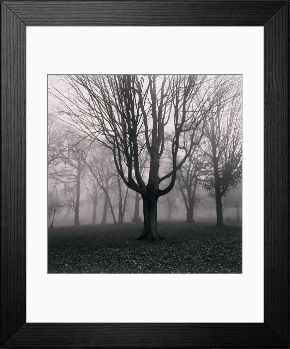 Framed Print : Trees in foggy field Framed Print : Trees in foggy field