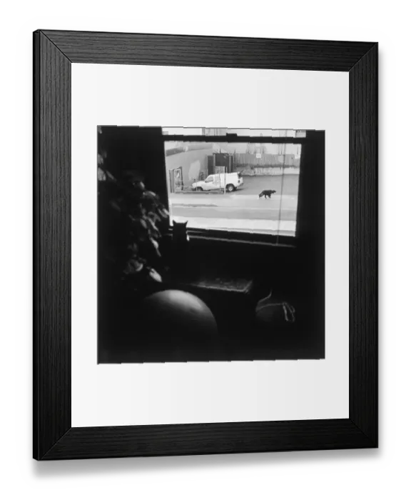 Framed Print : Cat looking outside window at dog Framed Print : Cat looking outside window at dog