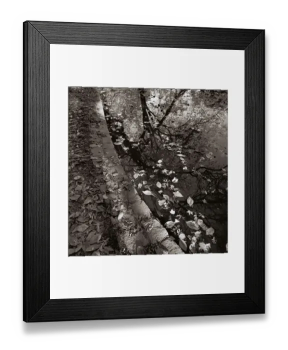 Framed Print : Trees reflected in water with floating leaves Framed Print : Trees reflected in water with floating leaves