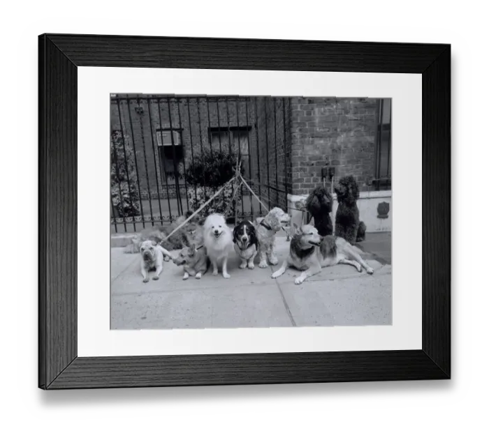 Framed Print : Group of dogs tied to fence Framed Print : Group of dogs tied to fence