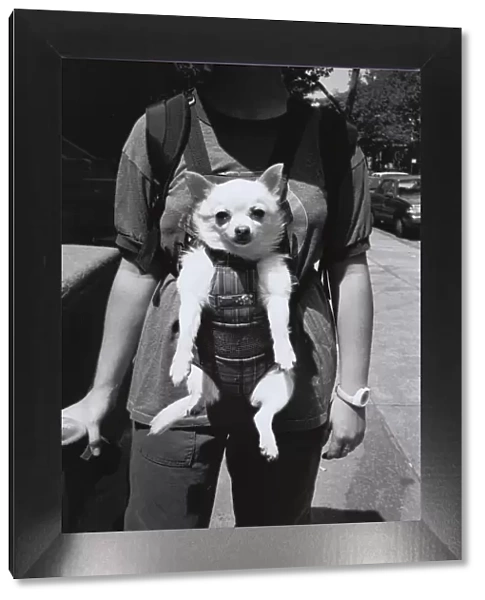 Woman carrying dog in baby harness