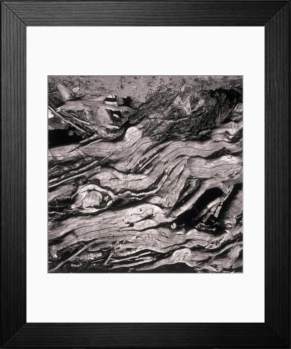 Framed Print : Close-up of old tree Framed Print : Close-up of old tree