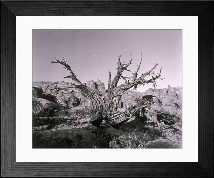 Framed Print : Twisted tree by canyon Framed Print : Twisted tree by canyon