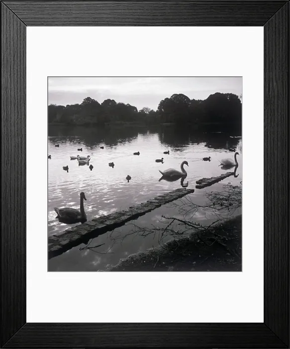 Framed Print : Birds in lake Framed Print : Birds in lake