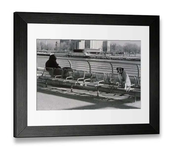 Framed Print : Person and dog sitting far apart on benches Framed Print : Person and dog sitting far apart on benches