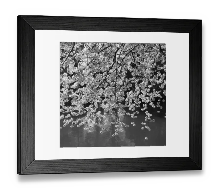 Framed Print : Flowering tree over water