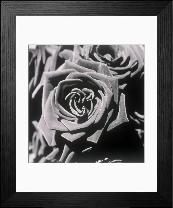 Framed Print : Blooming roses Framed Print : Blooming roses
