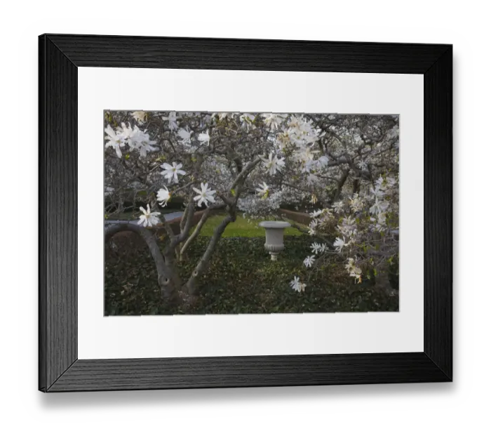 Framed Print : Cherry blossoms in spring Framed Print : Cherry blossoms in spring