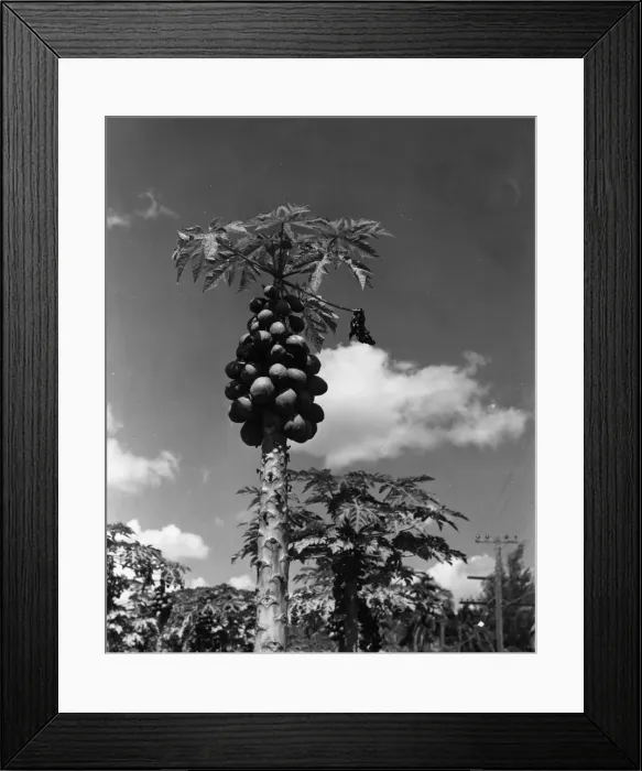 Framed Print : Papaya Tree