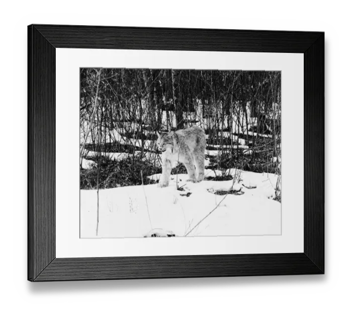 Framed Print : Lynx In Snow Framed Print : Lynx In Snow