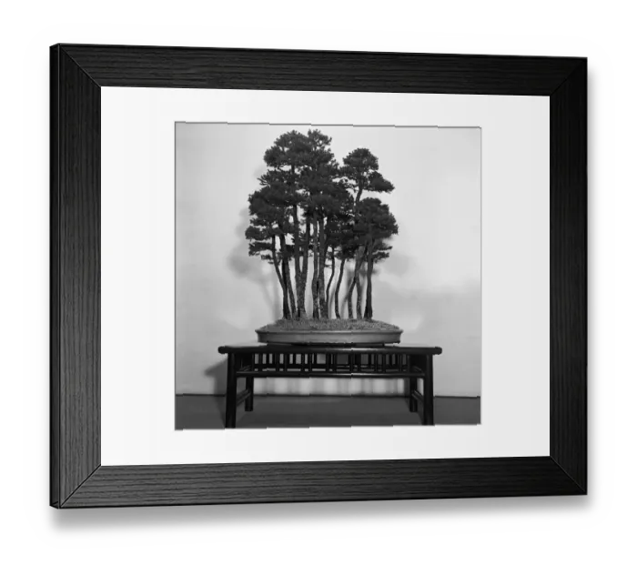Framed Print : Silver Fir Bonsai Framed Print : Silver Fir Bonsai