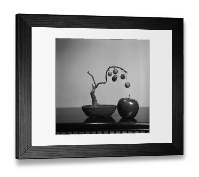 Framed Print : Apple Bonsai Framed Print : Apple Bonsai