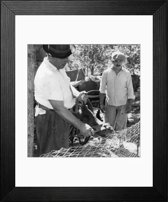 Framed Print : Nutria Farm Framed Print : Nutria Farm