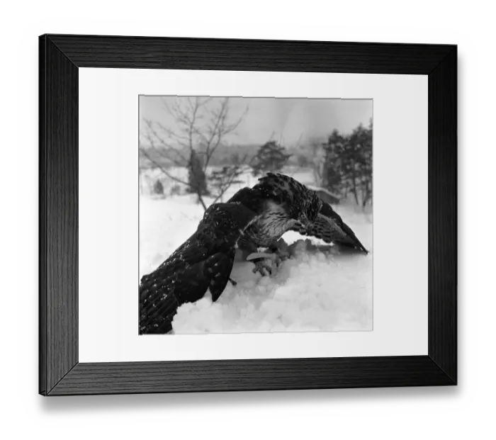 Framed Print : Hawks Prey