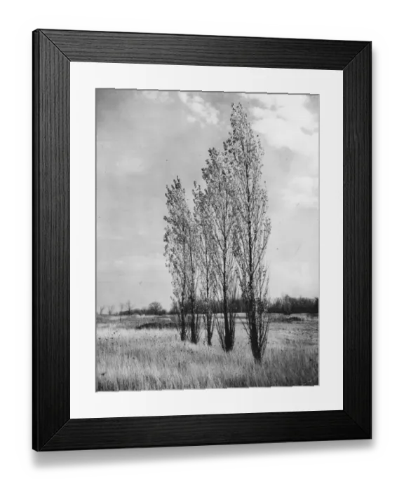Framed Print : Poplar Trees