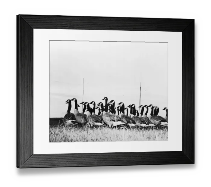 Framed Print : Canada Geese Framed Print : Canada Geese