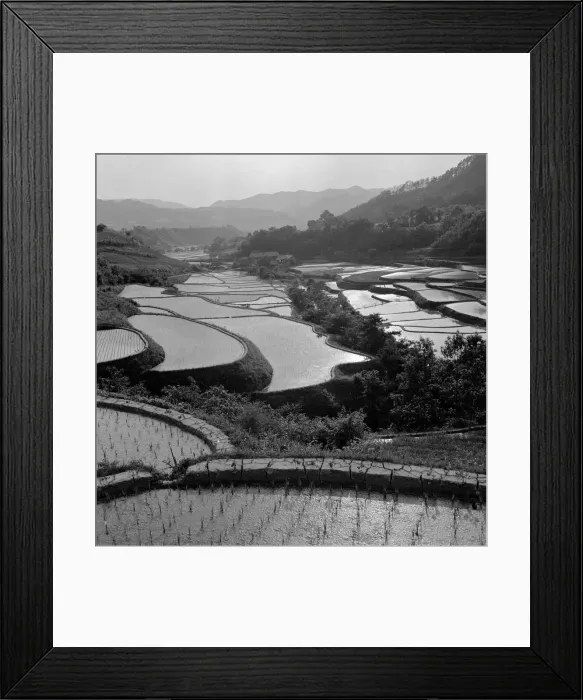 Framed Print : Rice Fields Framed Print : Rice Fields